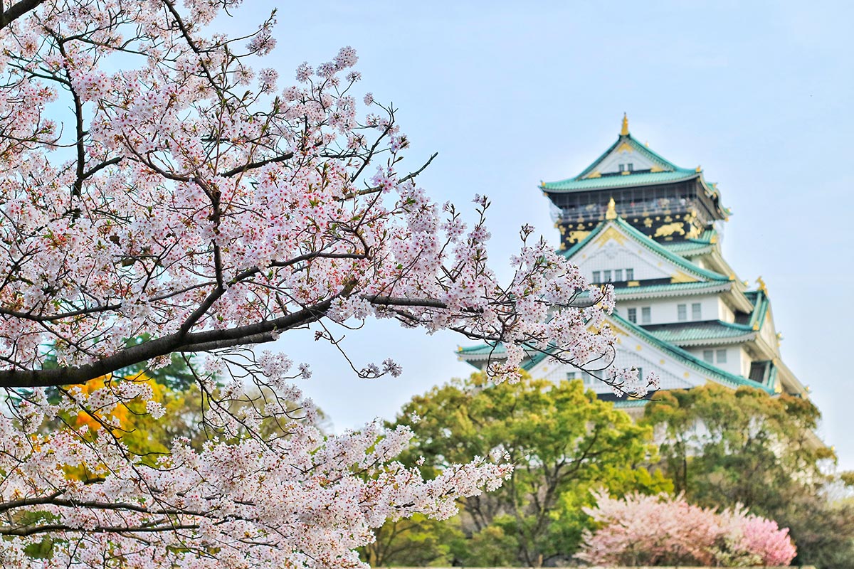 Read more about the article Se kirsebærtræerne blomstre i Kyoto